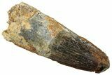 Fossil Spinosaurus Tooth - Real Dinosaur Tooth #249490-1
